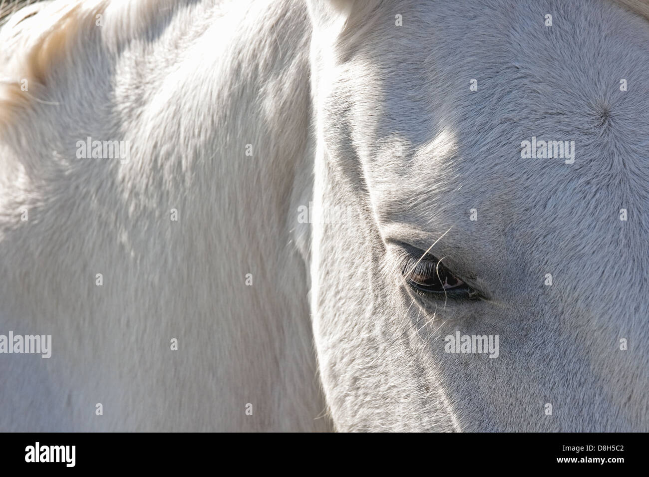 Camargue horse Stock Photo