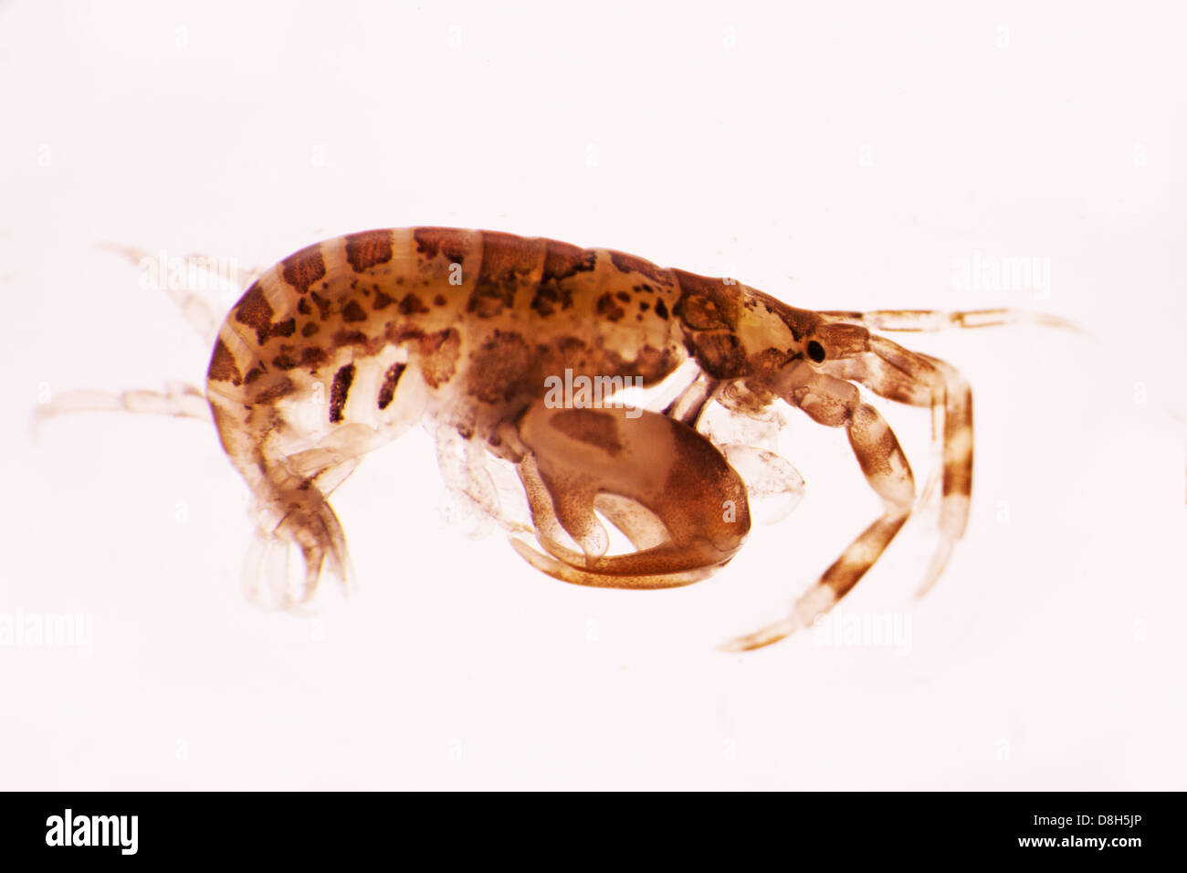 LM-Micrograph of a marine amphipod Stock Photo