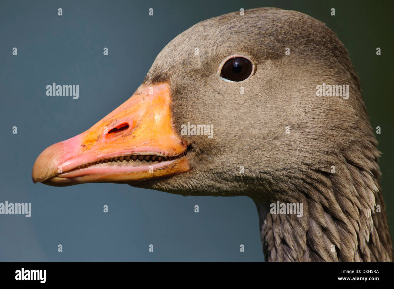 greylag goose, anser anser, lower saxony, germany Stock Photo
