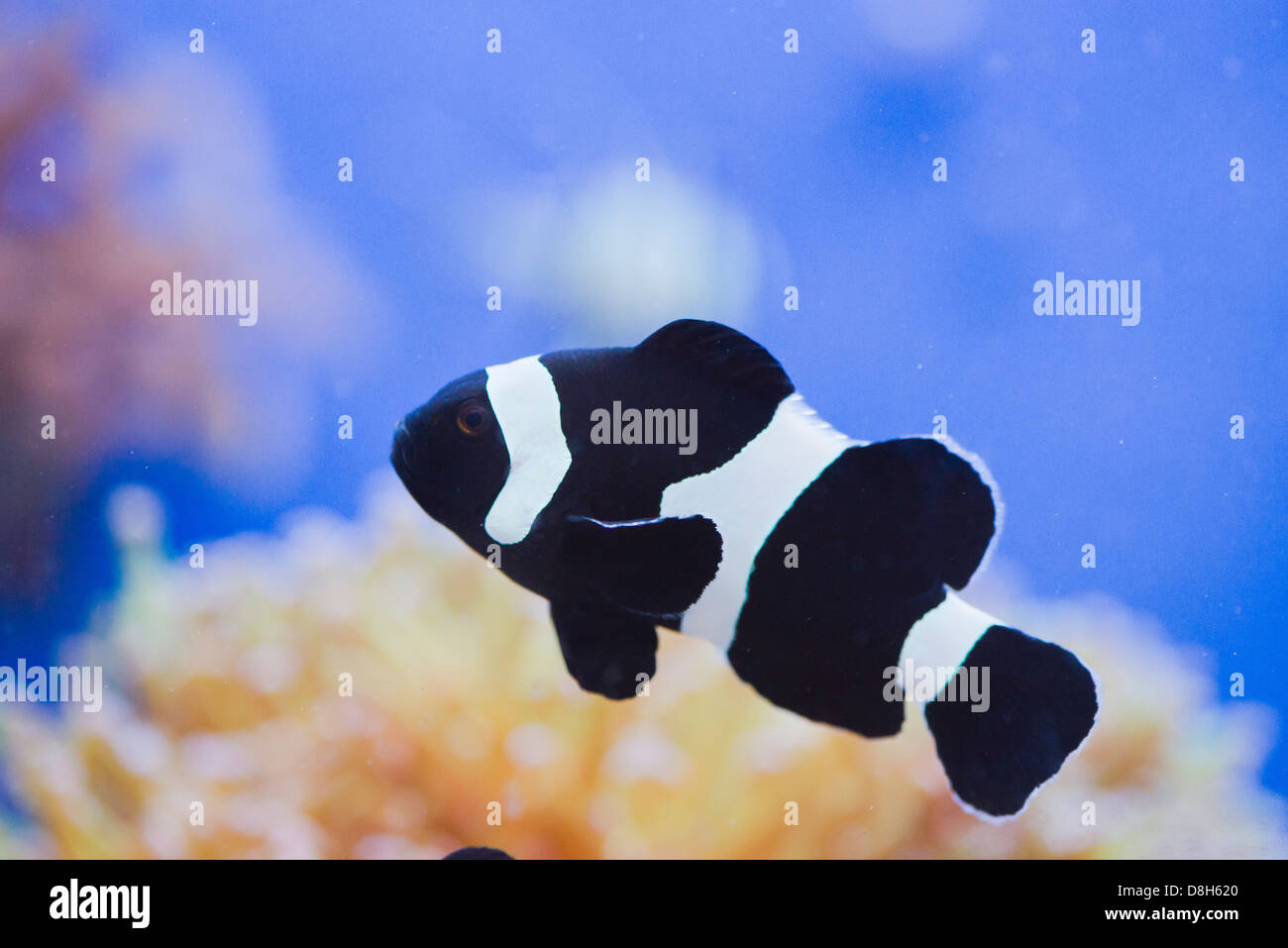 Marine fish Amphiprion ocellaris black Stock Photo