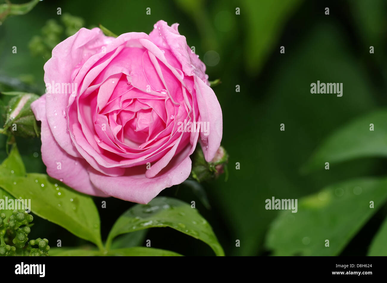 rambler rose Stock Photo