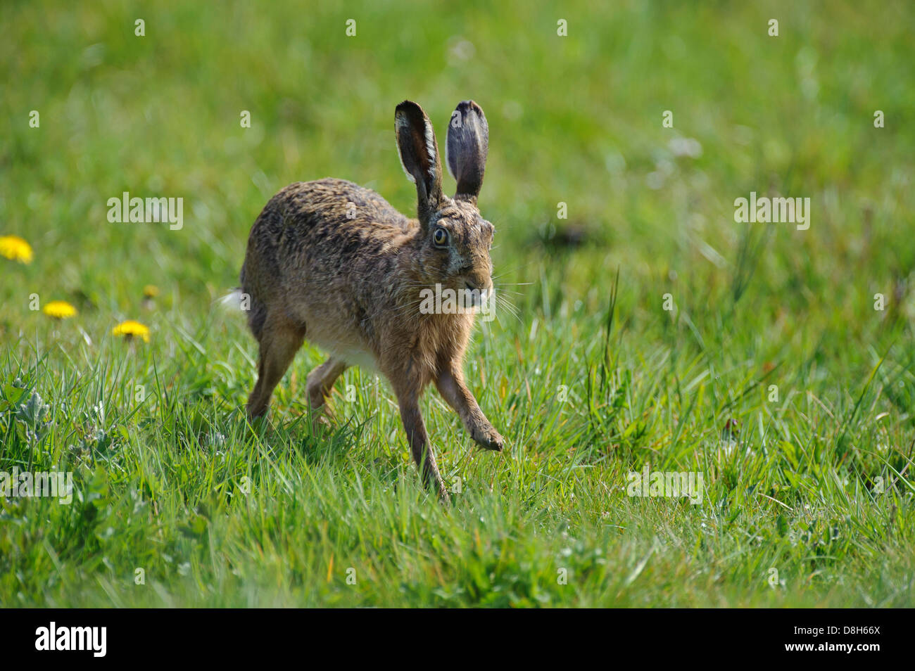 european hare, lepus europaeus, lower saxony, germany Stock Photo