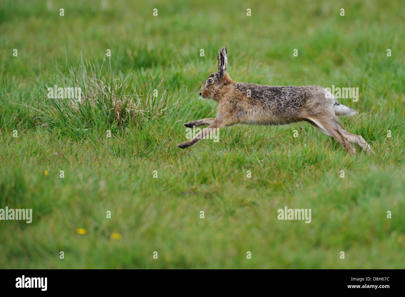 european hare, lepus europaeus, lower saxony, germany Stock Photo