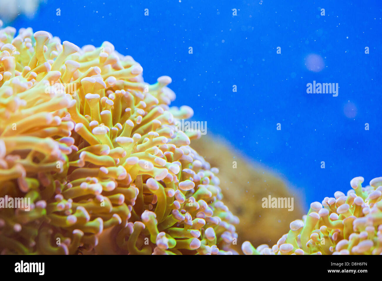 CARYOPHYLLIIDAE - colorful coral sea - detail Stock Photo