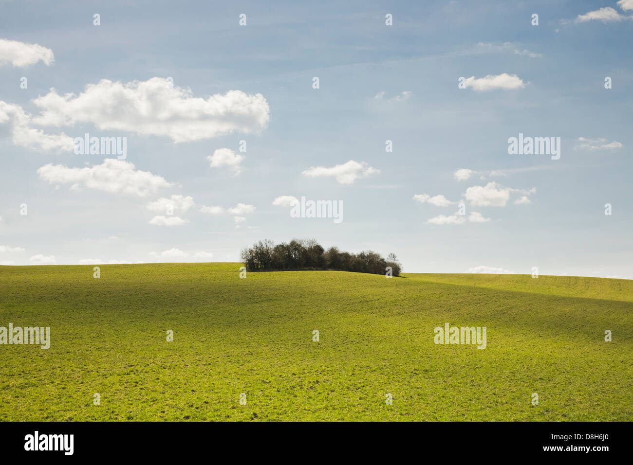 Small group of trees in a field Stock Photo