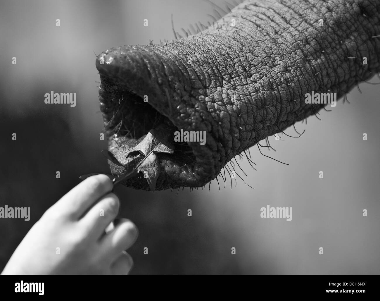 Hand is feeding elephant Stock Photo Alamy
