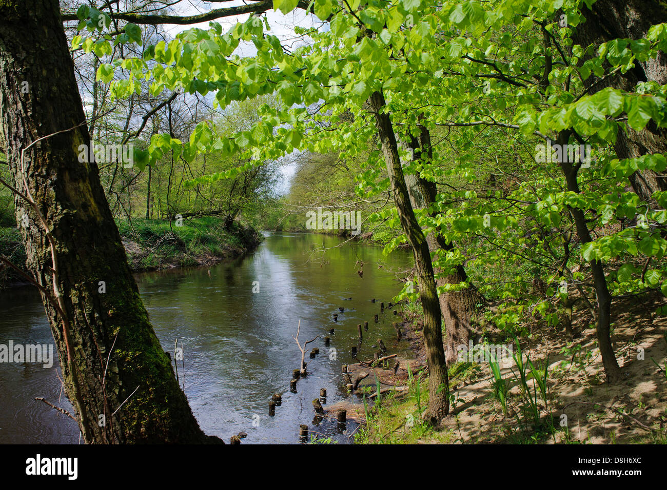 beech forest in spring at hunte river, lower saxony, germany, fagus sylvatica Stock Photo