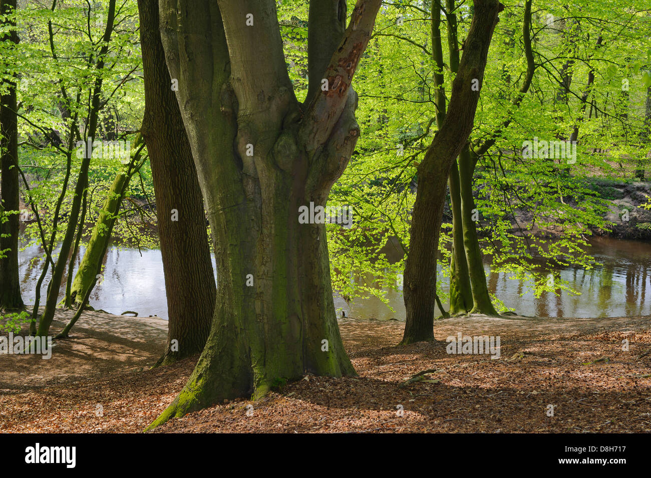 beech forest in spring at hunte river, lower saxony, germany, fagus sylvatica Stock Photo