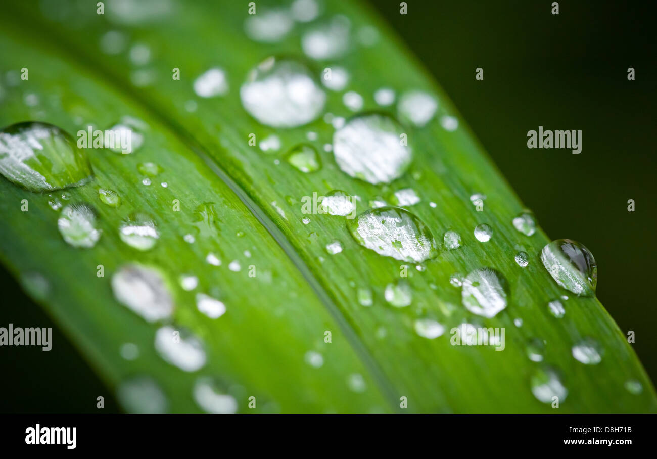 Macro of fresh green grass leaf with shining dew in Spring forest Stock Photo