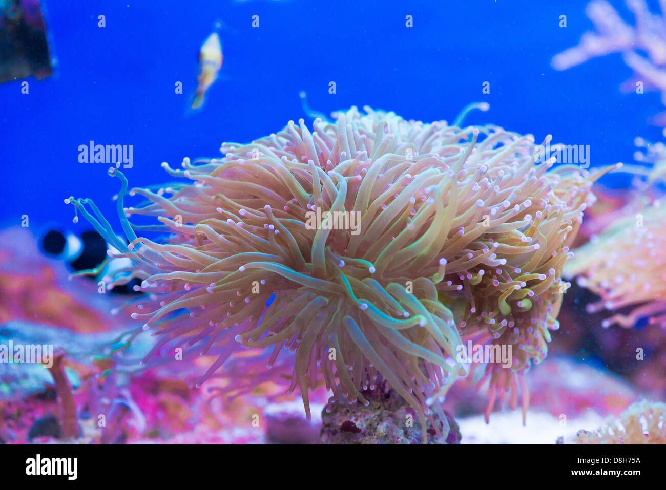 Euphyllia glabrescens - colorful coral sea Stock Photo