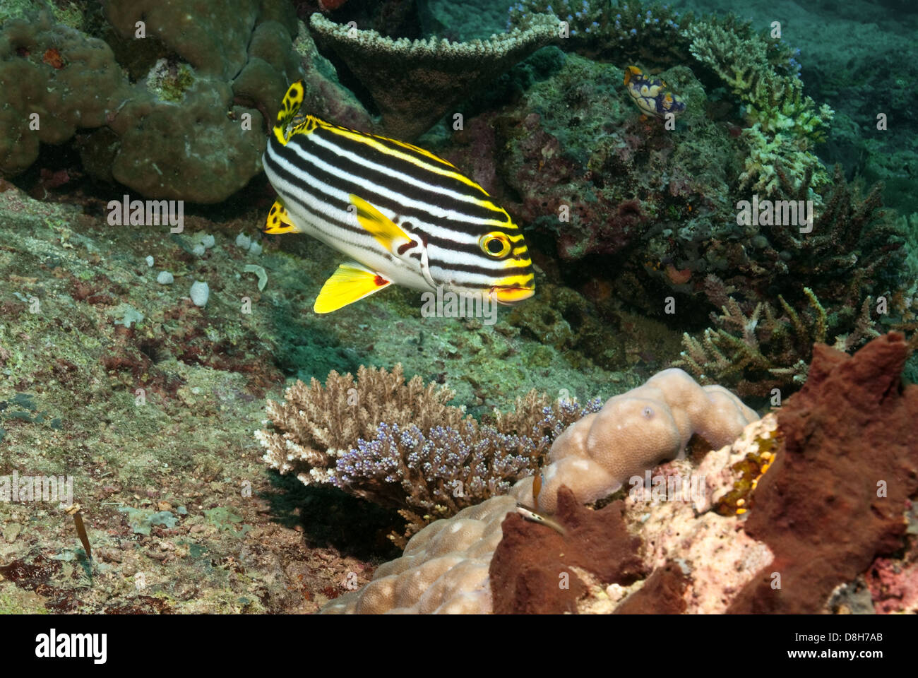 Oriental grunt in the coral reef Stock Photo