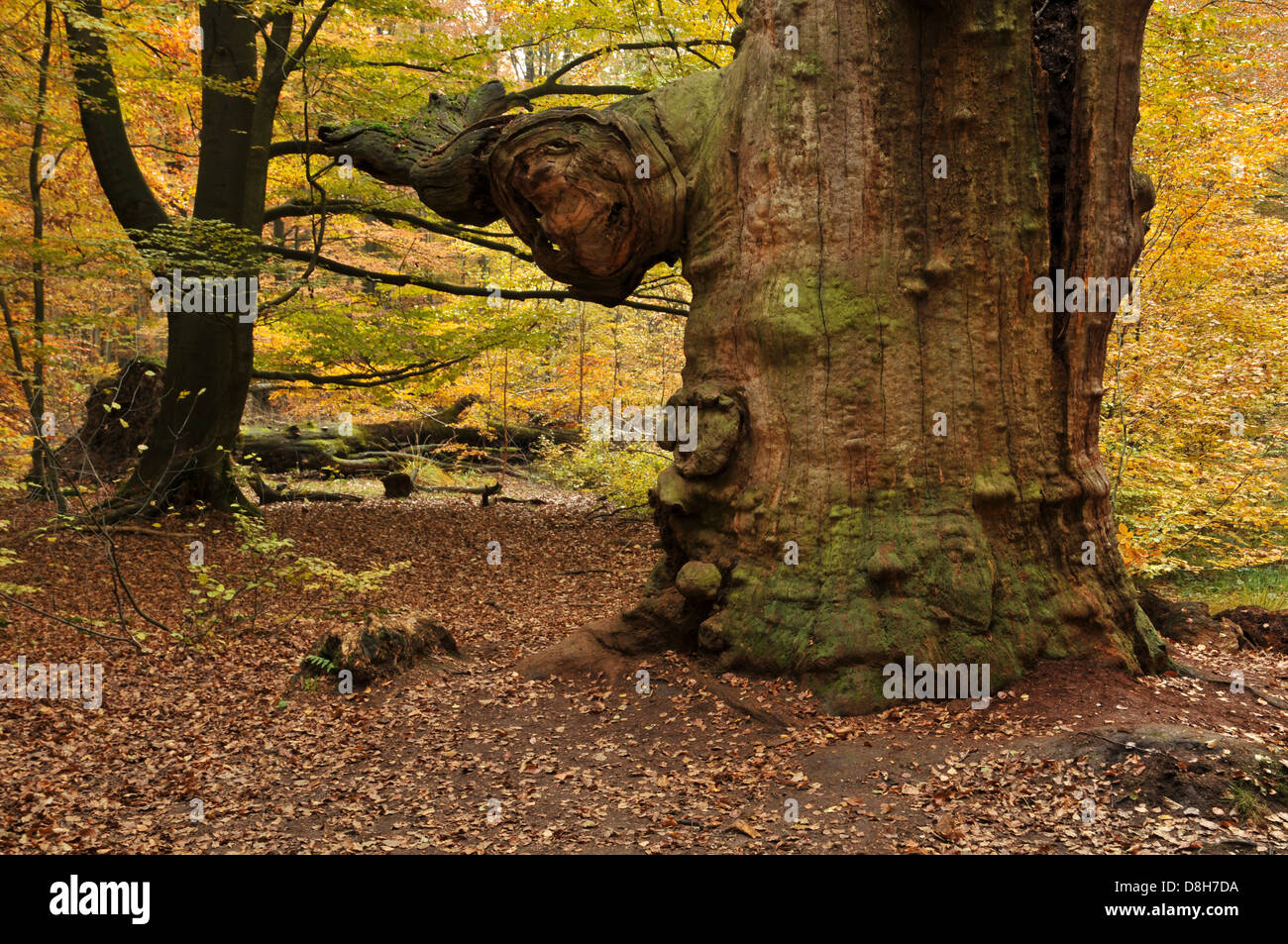 strong tree Stock Photo Alamy