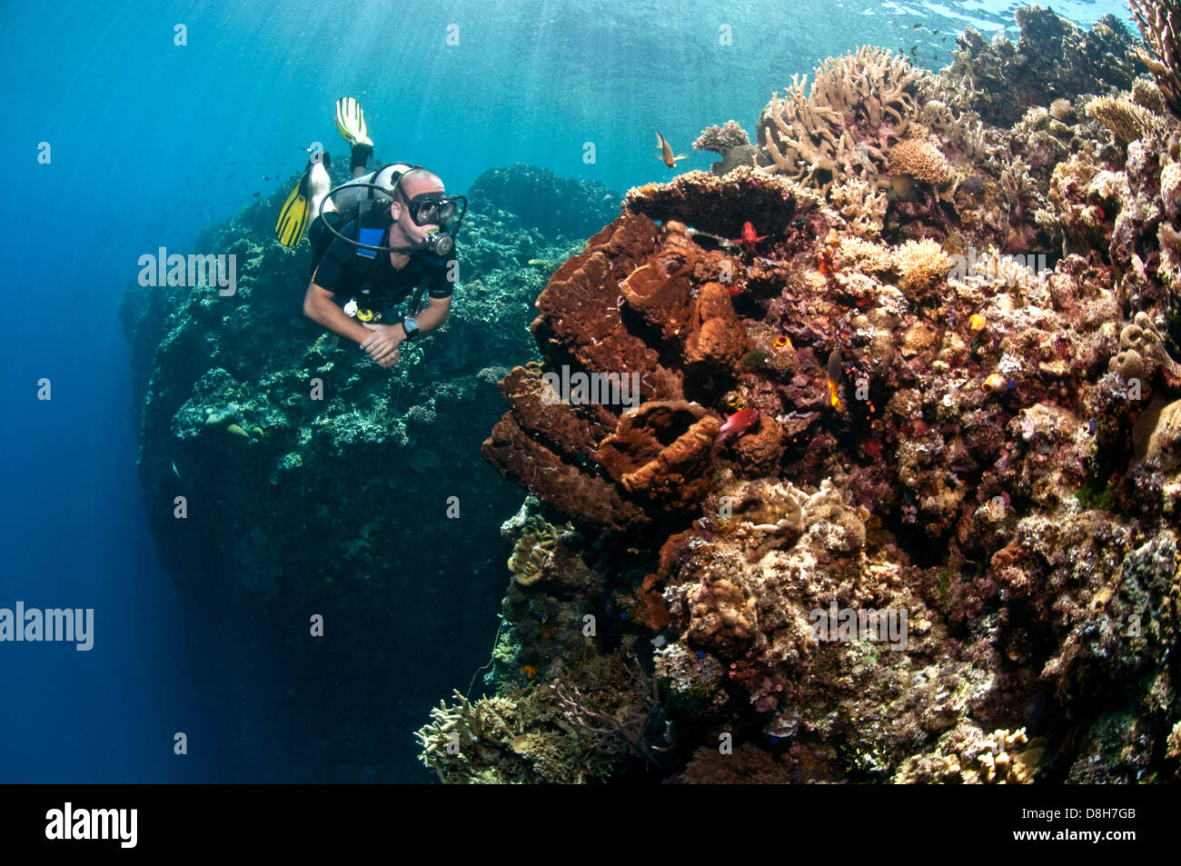Diving in the coral reef Stock Photo