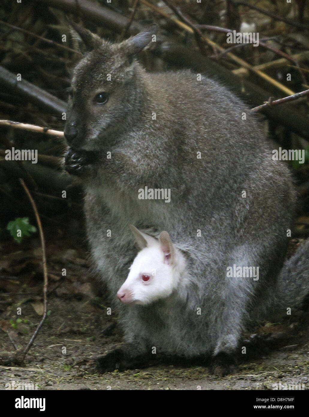 An albino kangaroo baby sits in the pouch of its mother at the zoo in