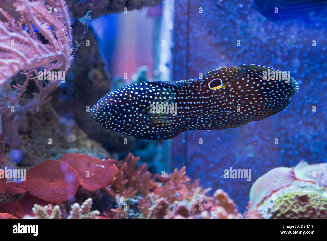 Calloplesiops altivelis - colorful sea fish Stock Photo