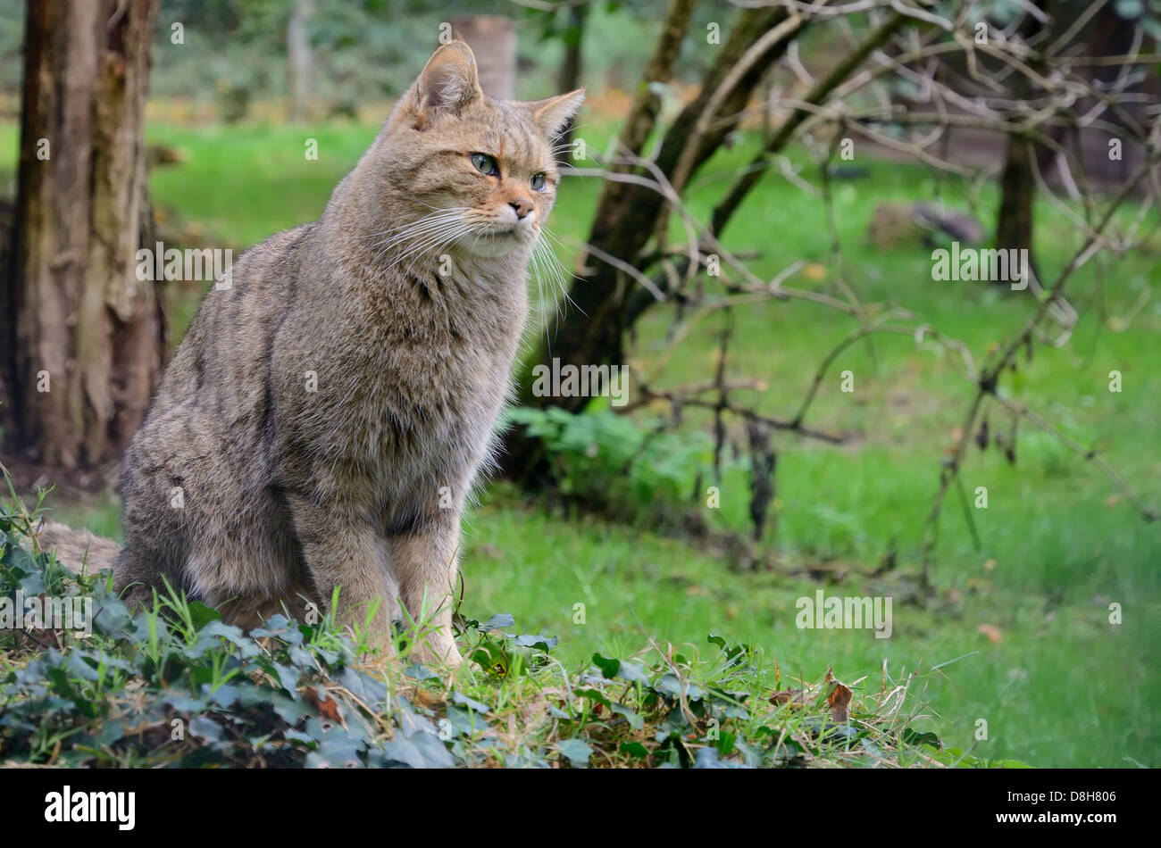 european wildcat Stock Photo