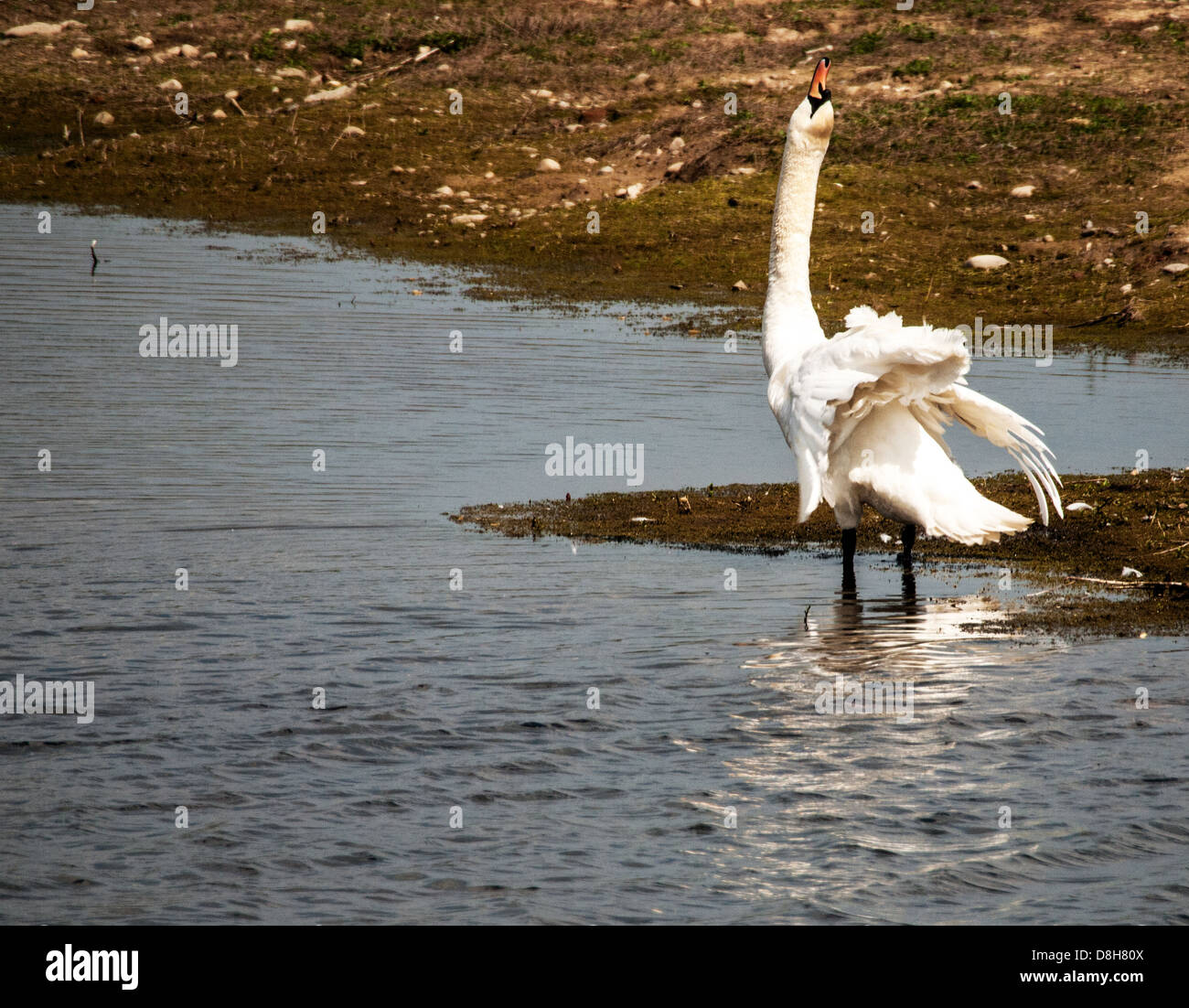 Mute Swan calling during breeding season Stock Photo Alamy