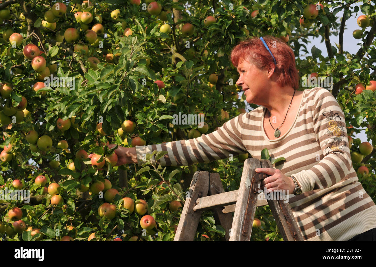 harvest time Stock Photo