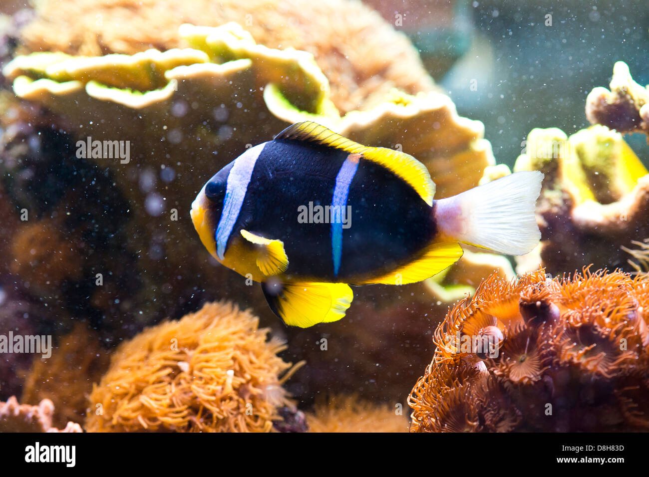 Amphiprion clarkii - Clarkii Clownfish - colorful sea fish Stock Photo