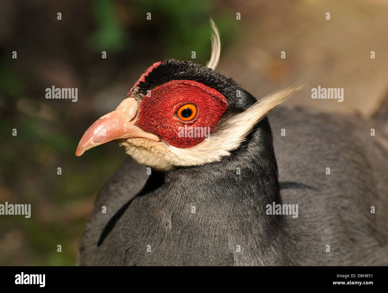 Blue ear pheasant Stock Photo Alamy