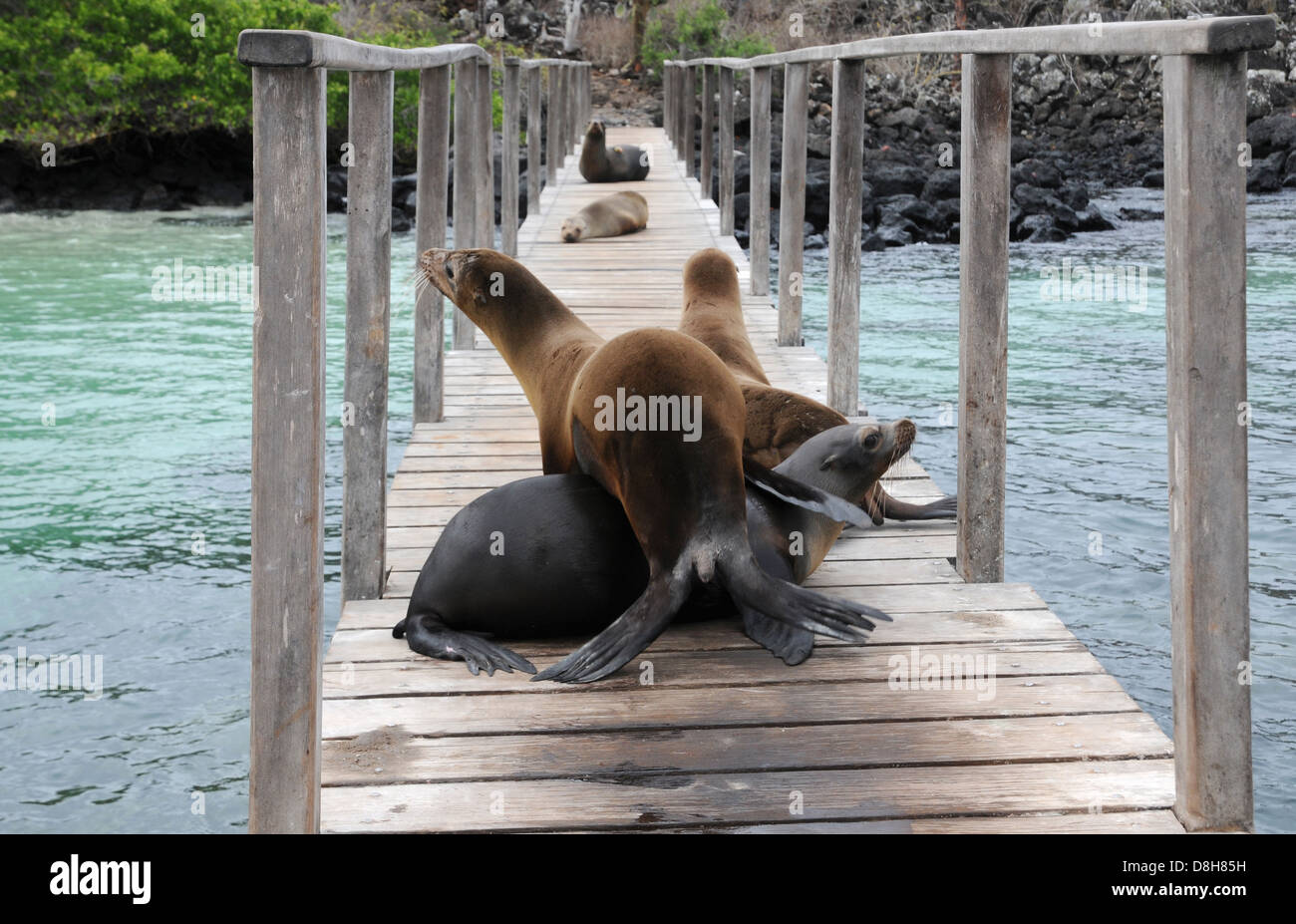 Welcome to Galapagos Stock Photo