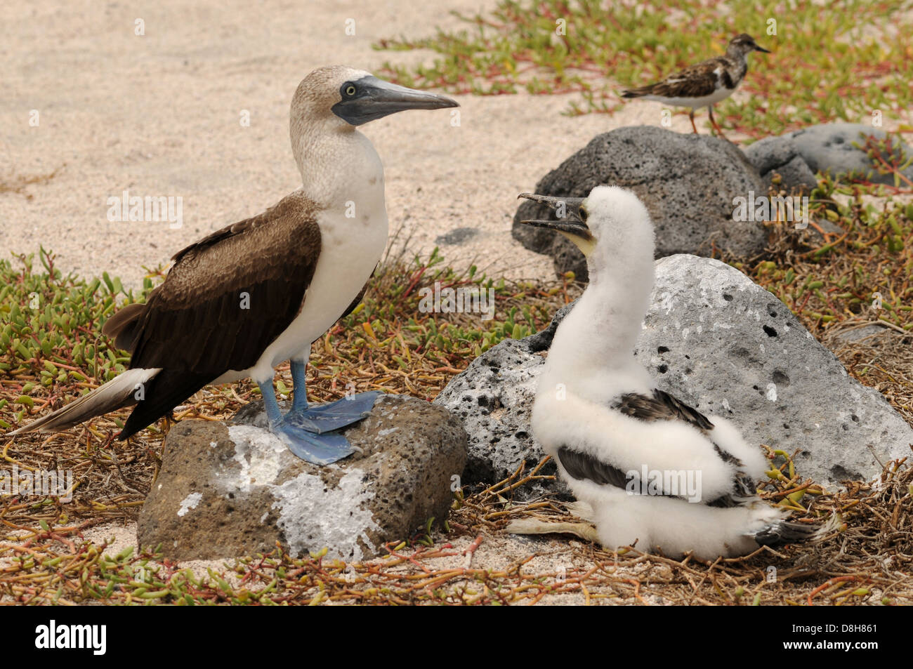 Blue-footed booby with offspring Stock Photo