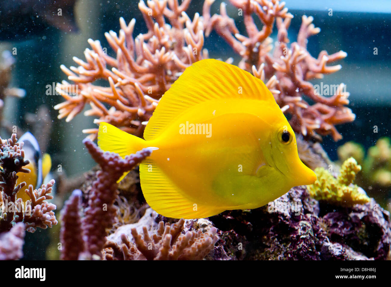 Zebrasoma flavescens - colorful sea fish Stock Photo