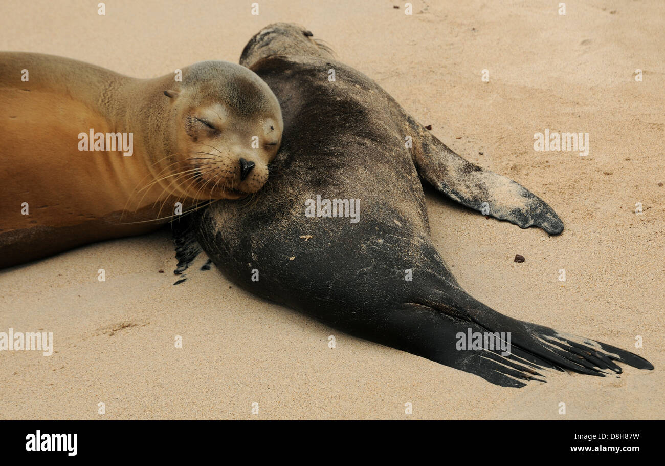 Sea lions cuddle Stock Photo