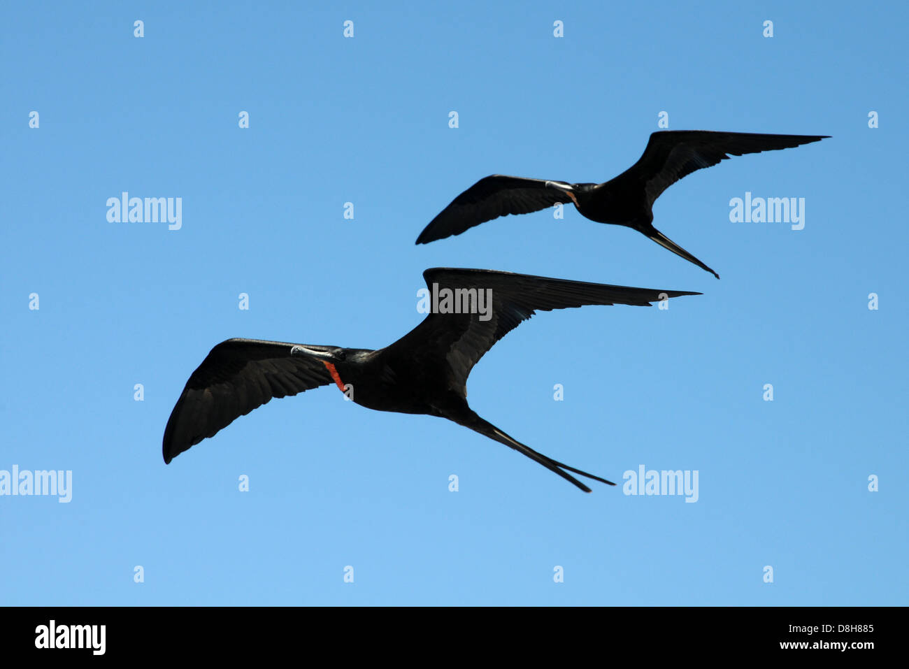 Frigatebirds Stock Photo