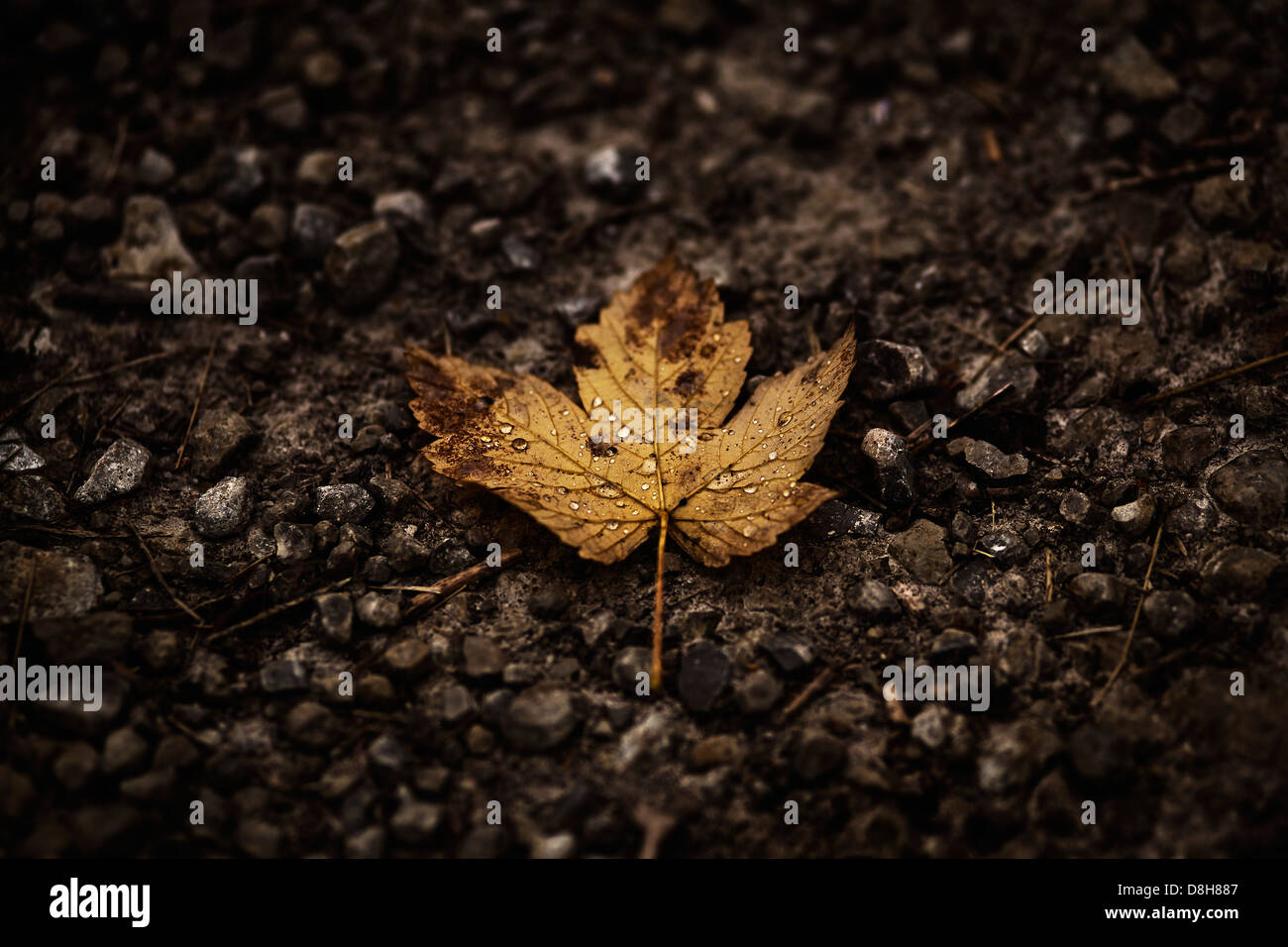 Maple leaf dew drops hi-res stock photography and images - Alamy