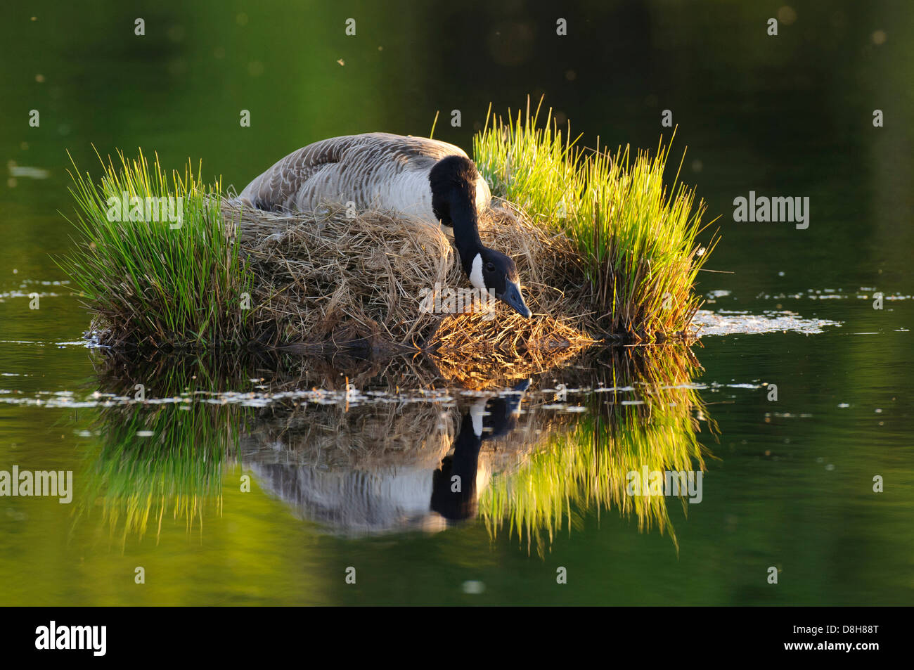 canada goose nesting, branta canadensis, lower saxony, germany Stock Photo