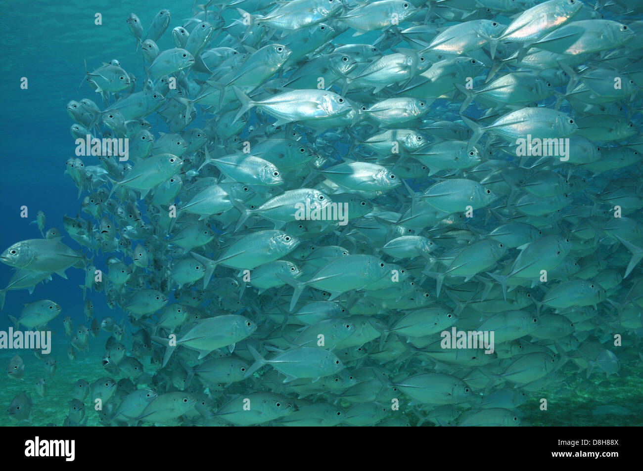 schooling fish Stock Photo