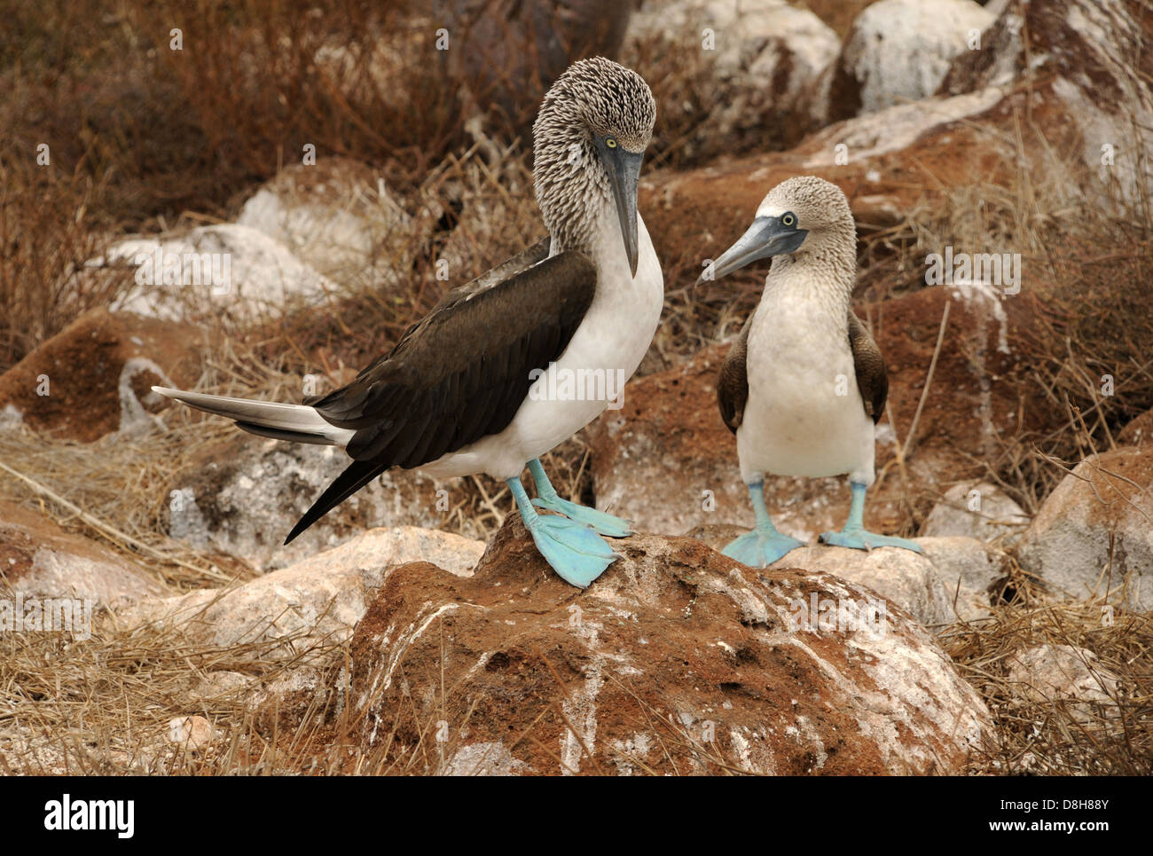 blue footed boobies Stock Photo