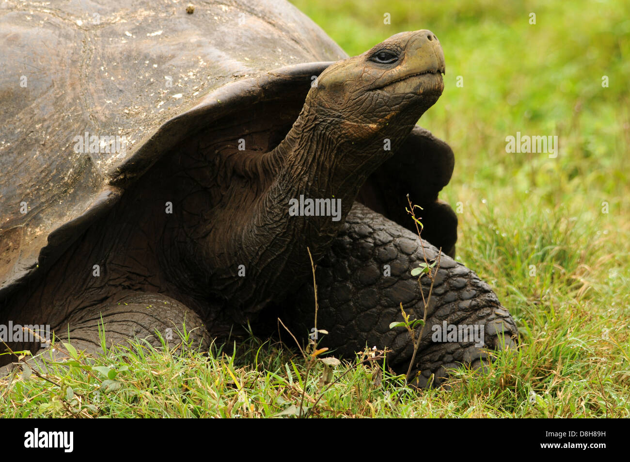 Galapagos giant tortoise Stock Photo