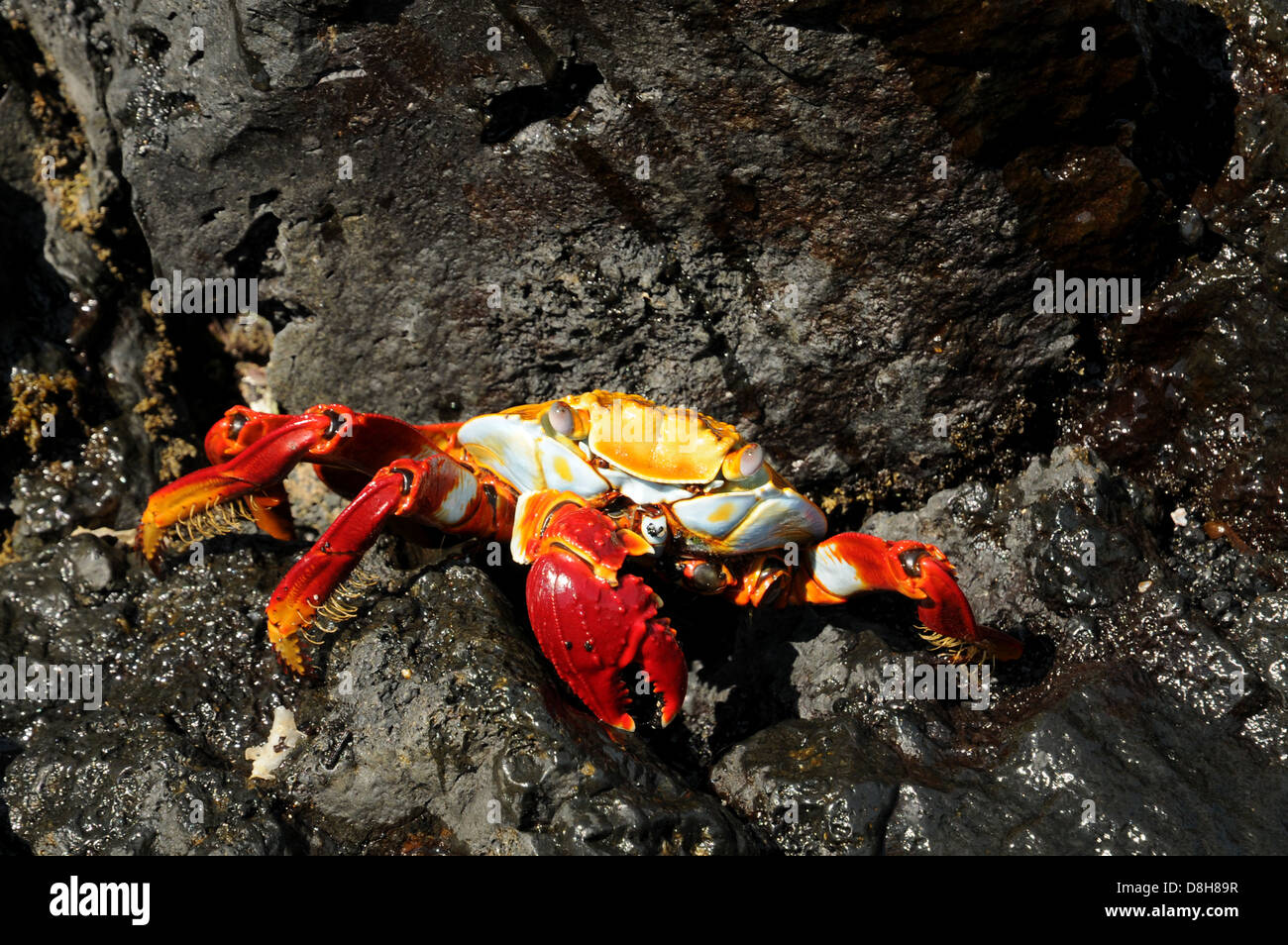 red crab clip Stock Photo