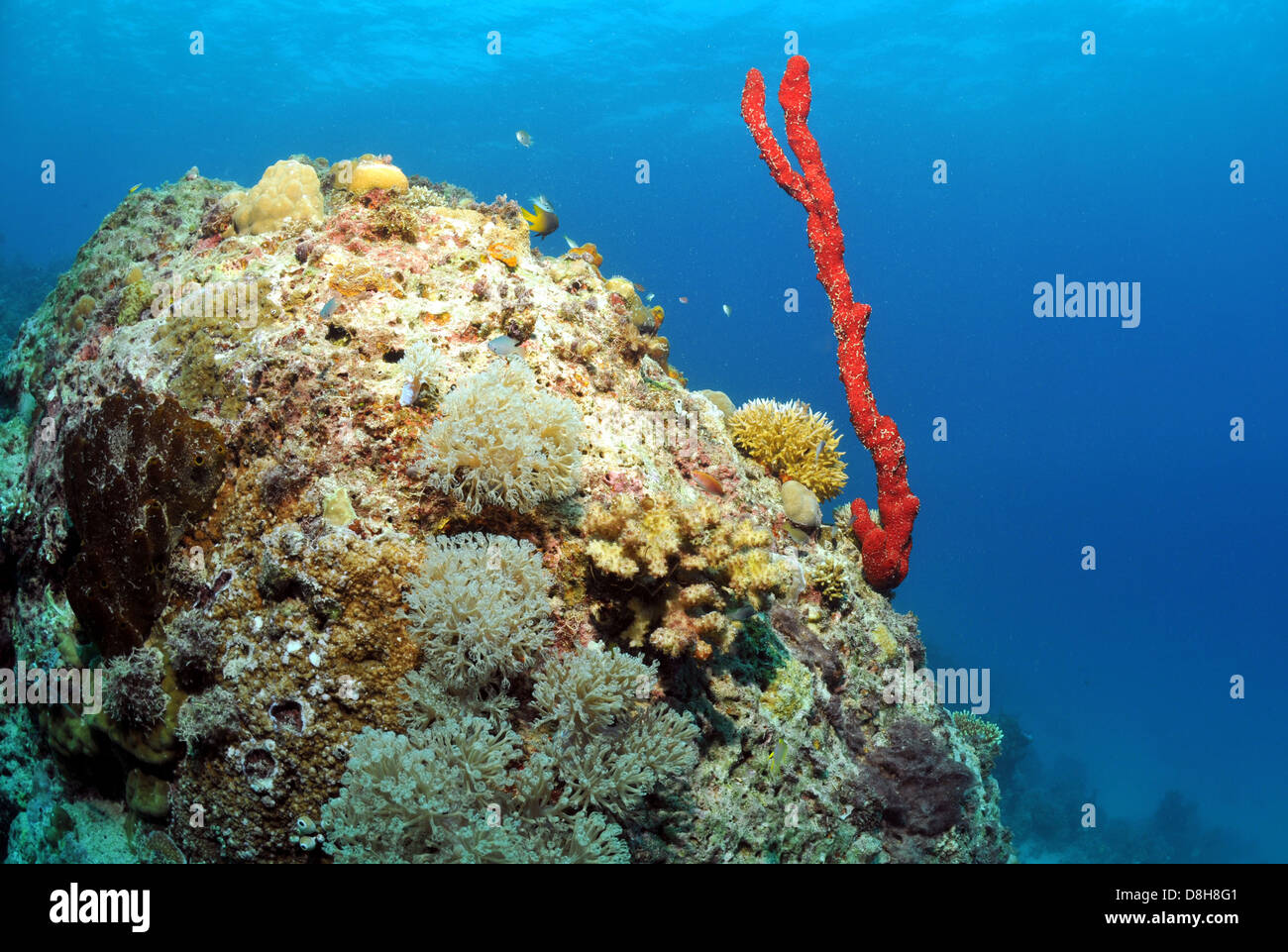 coral reef Stock Photo