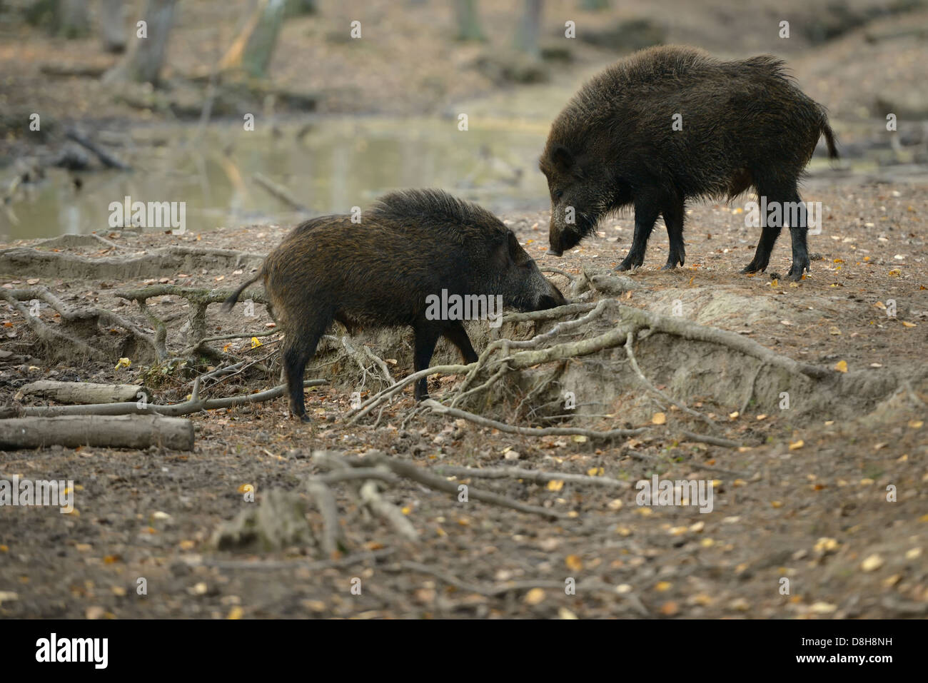 Wild boars in the woods Stock Photo