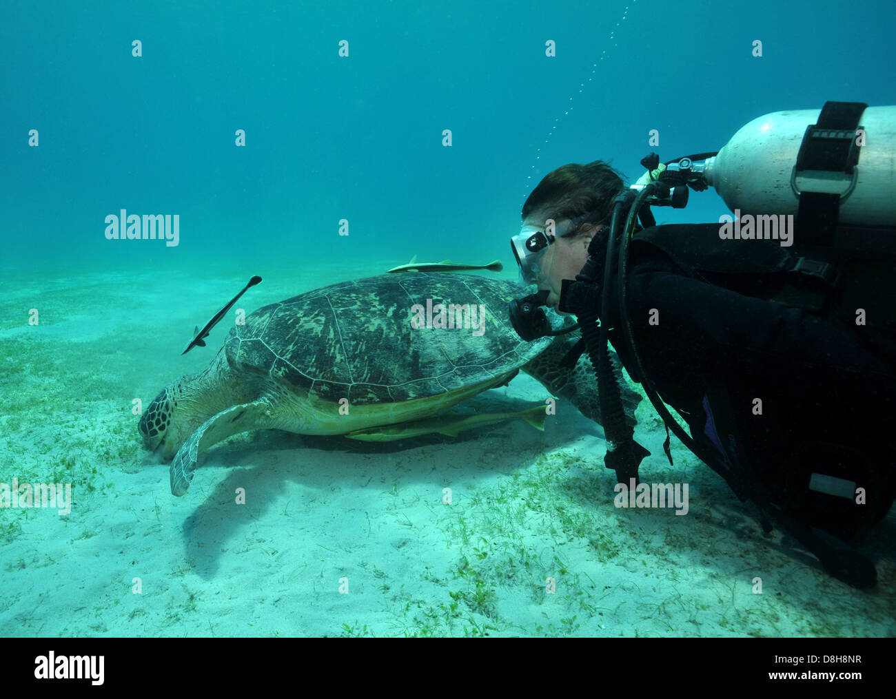 Diver and marine turtle Stock Photo