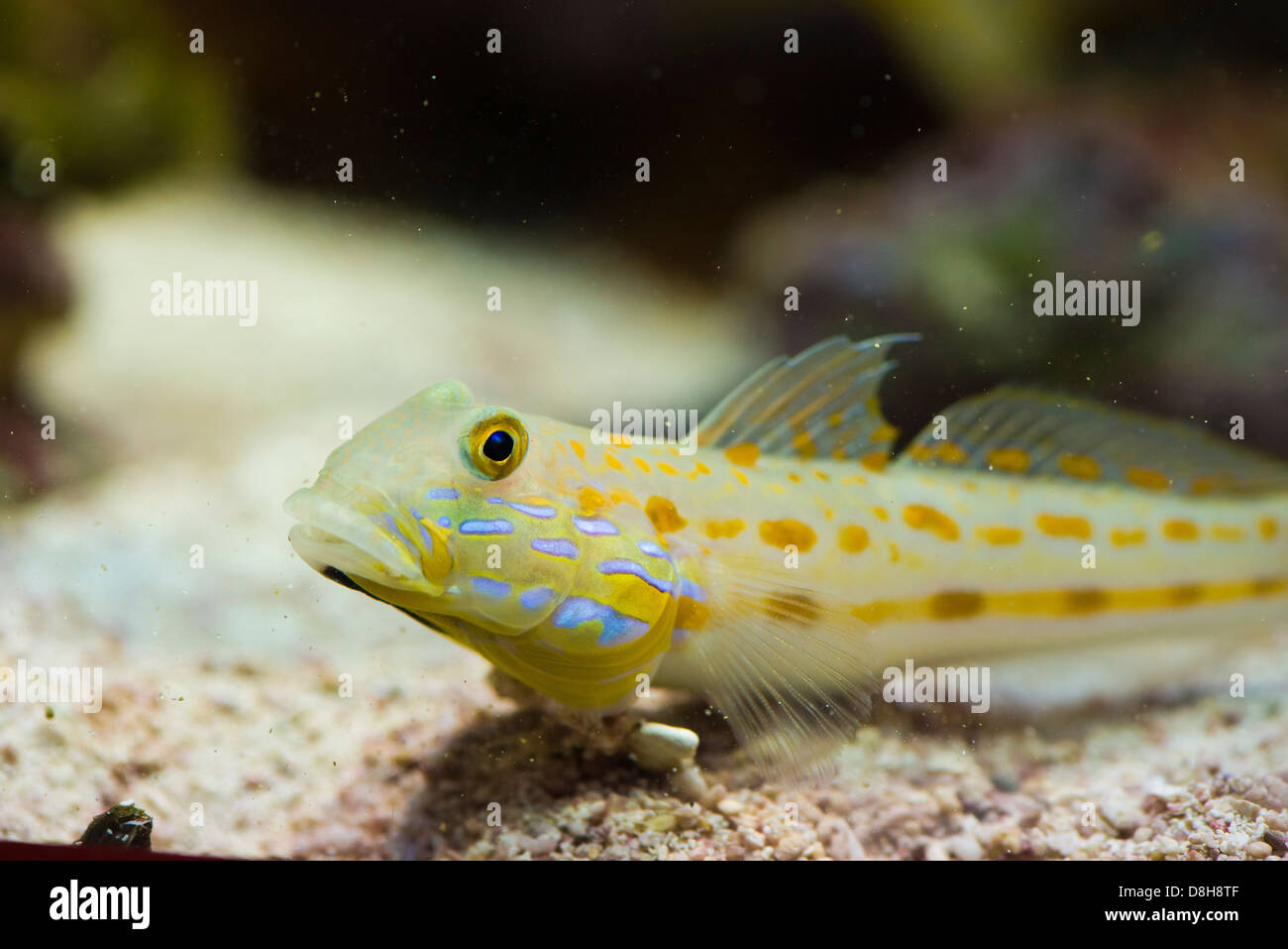 Valenciennea puellaris - colorful sea fish Stock Photo