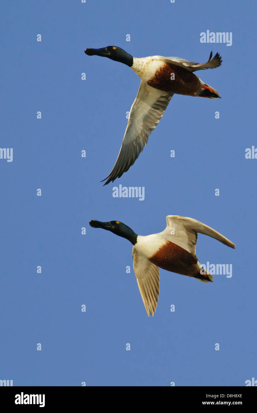 northern shoveler, anas clypeata, germany Stock Photo