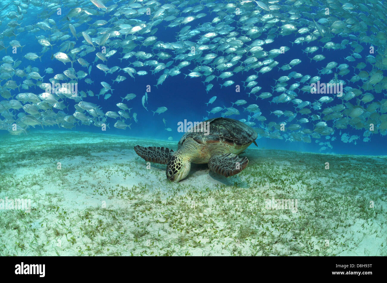 Sea turtle in fish swarm Stock Photo