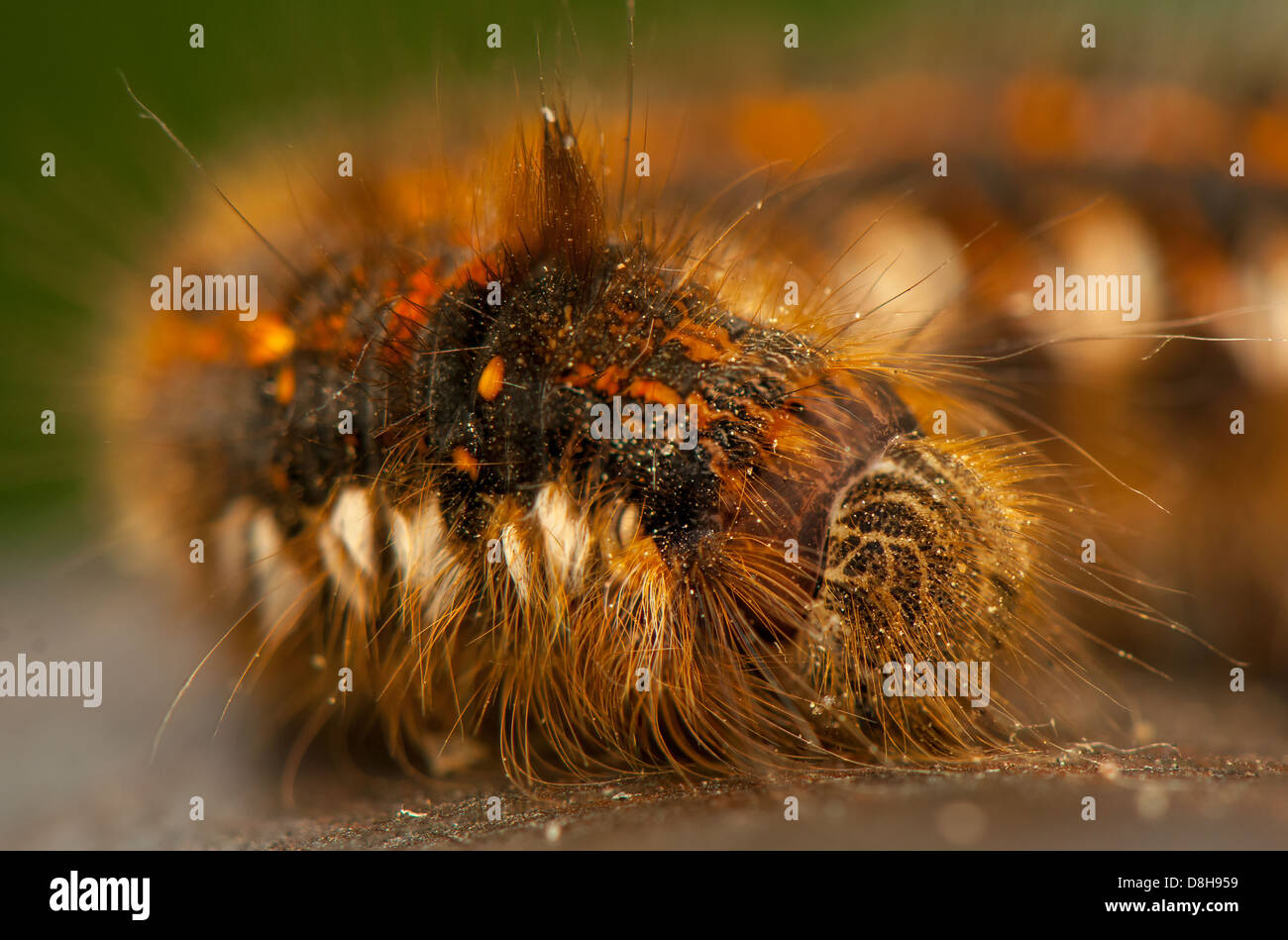 Euthrix potatoria Stock Photo