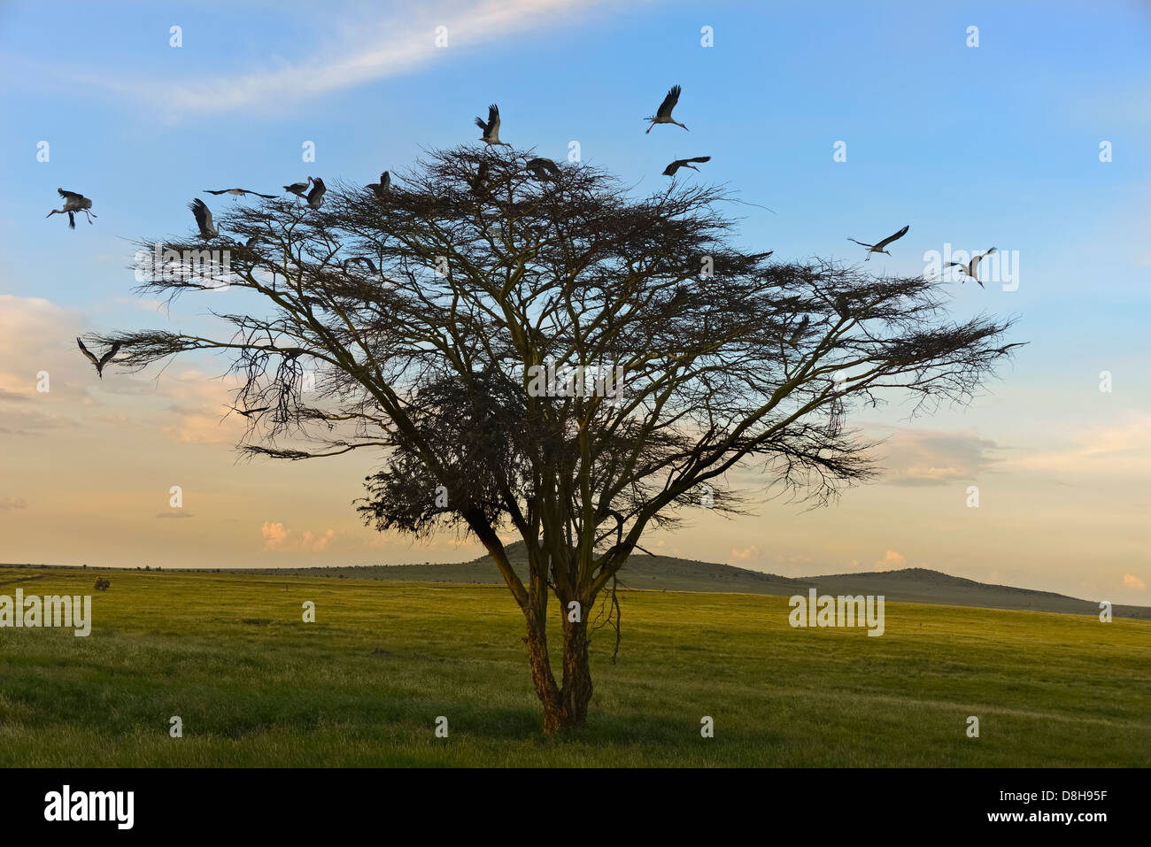 Acacia tree with white European storks .Northern Kenya Stock Photo