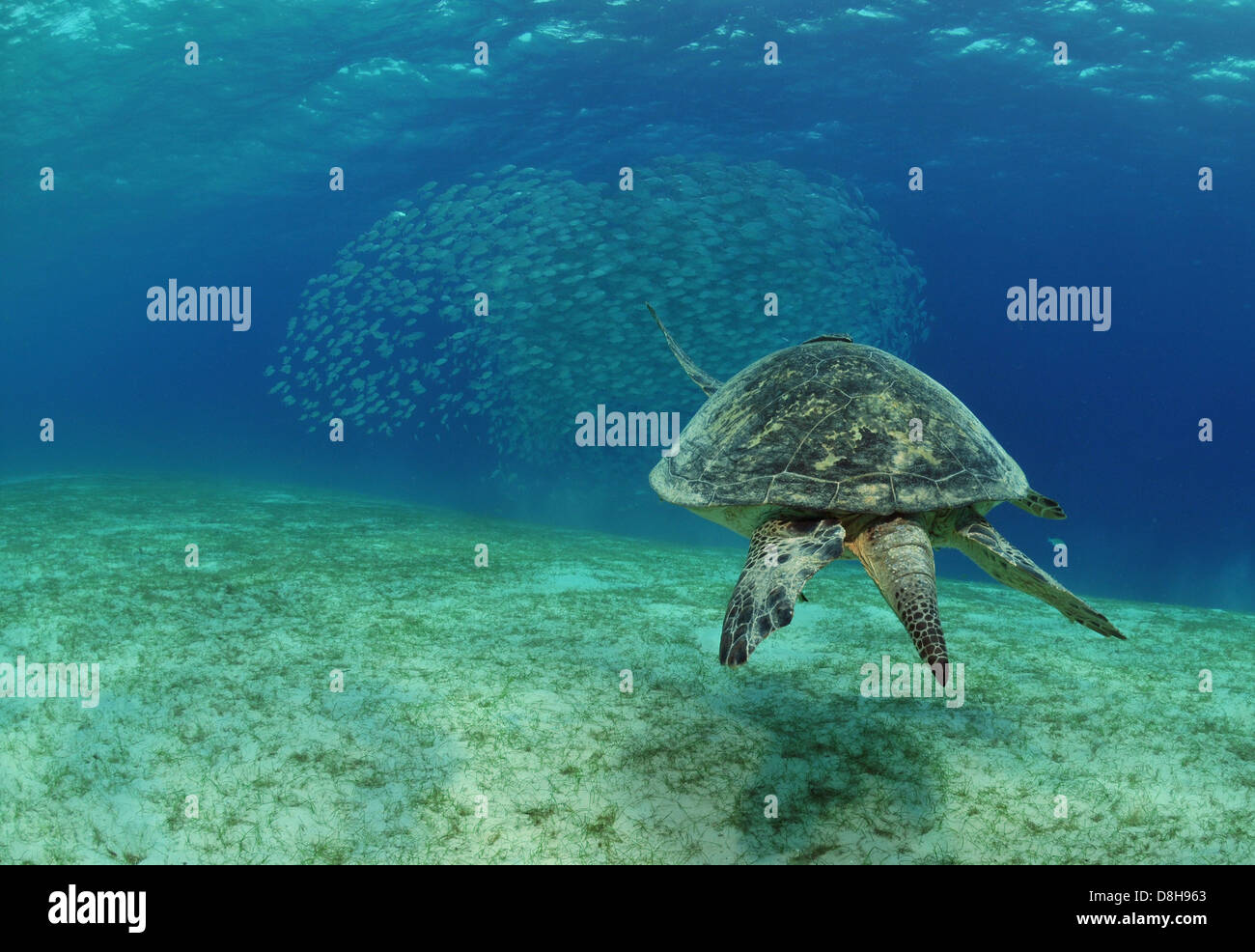 Fish swarm and sea turtle Stock Photo