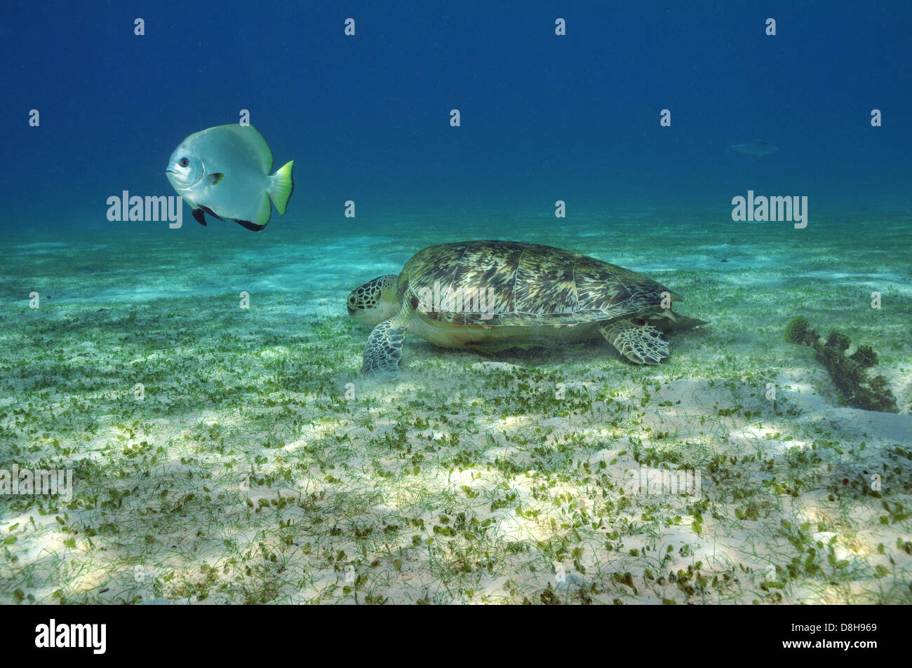 Sea turtle and batfish Stock Photo
