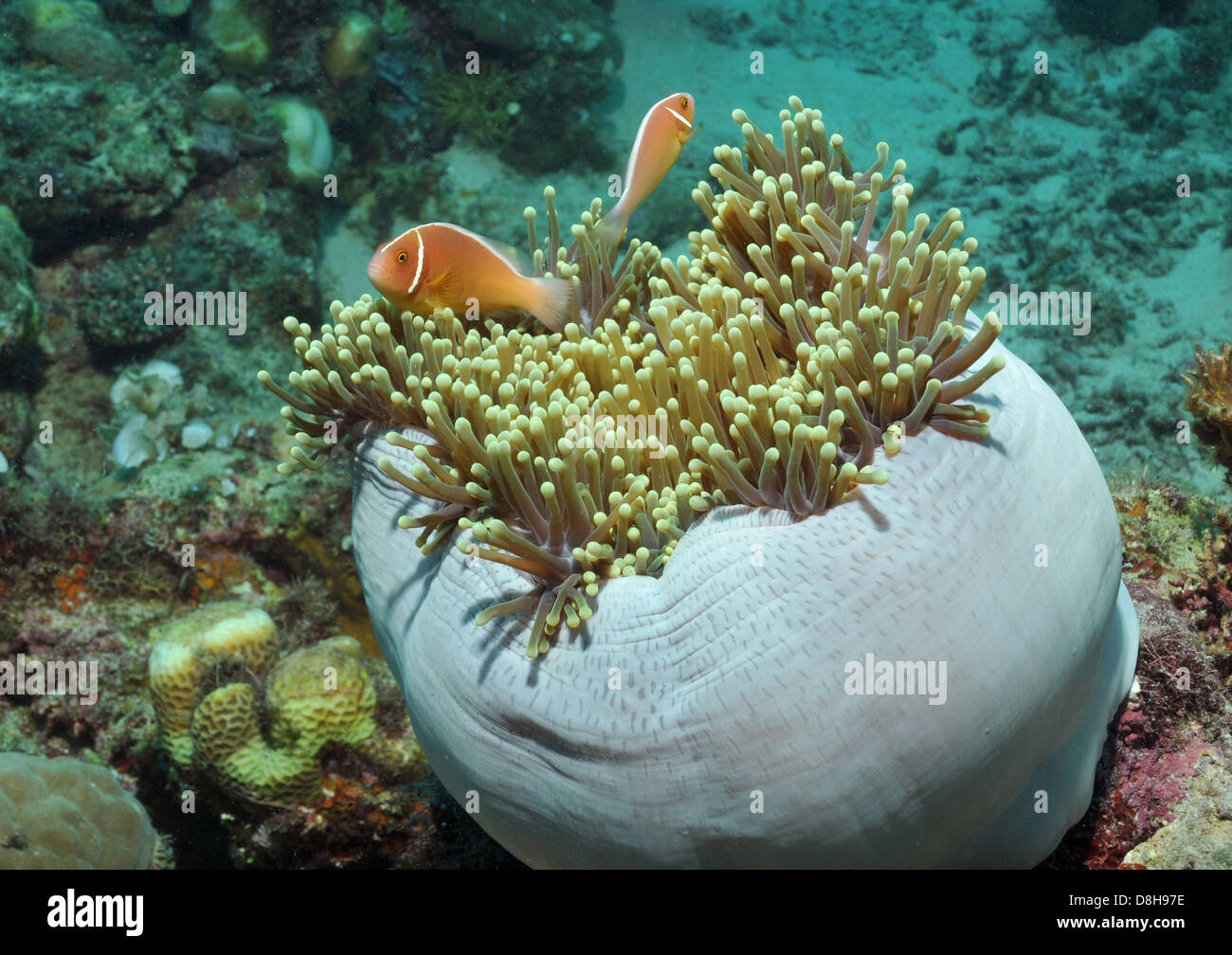 Nemo on the reef Stock Photo