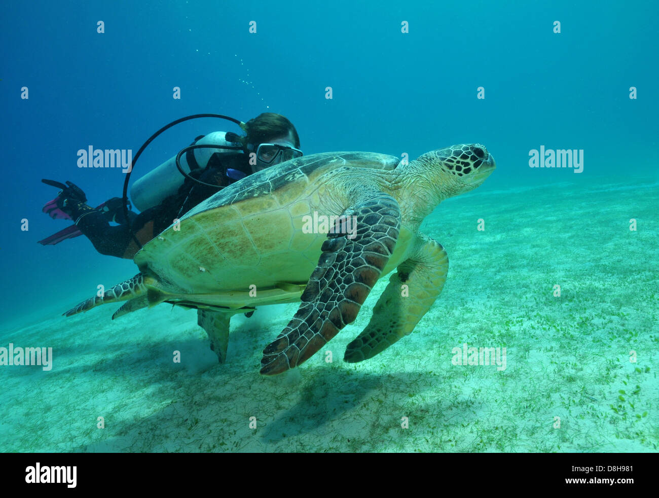 diving with sea turtle Stock Photo