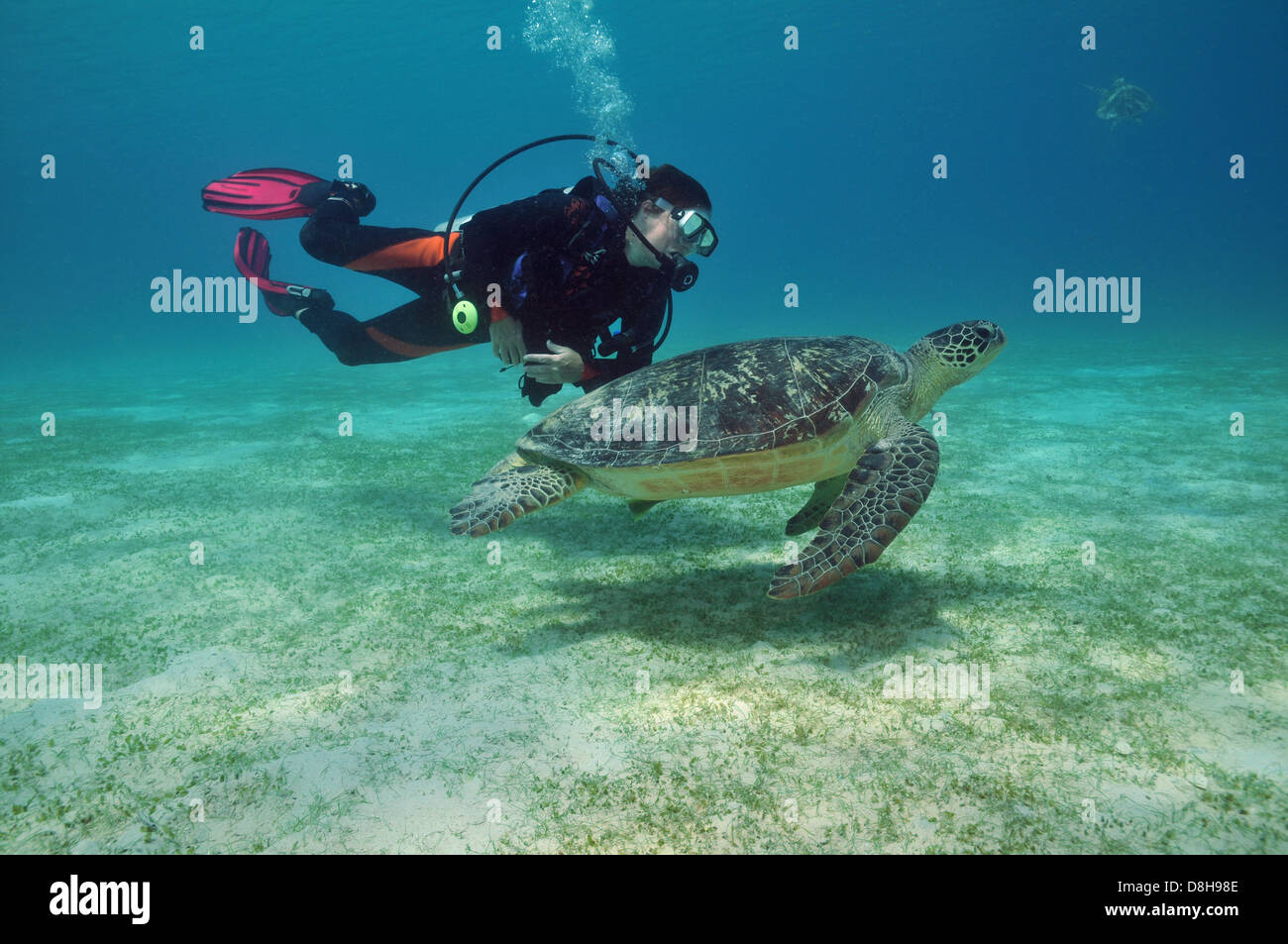 Sea turtle and diver Stock Photo