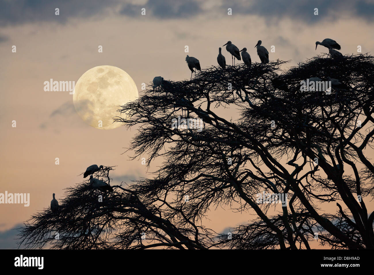 Acacia tree with white European storks at sunset.Northern Kenya Stock Photo