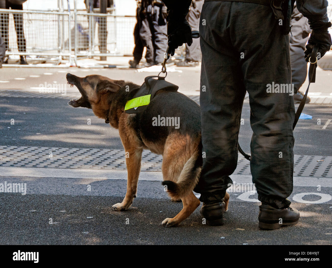Police dog barking and ready to attack on patrol at EDL march Stock Photo
